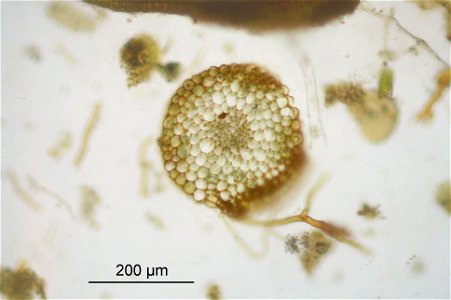 Tortula muralis