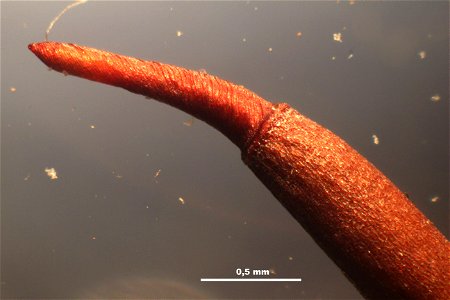 Tortula muralis