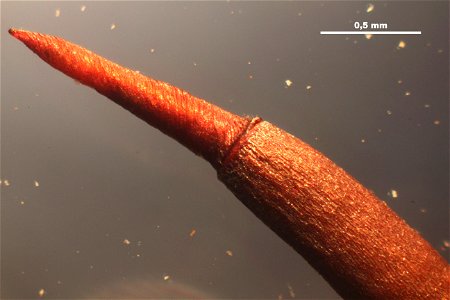 Tortula muralis
