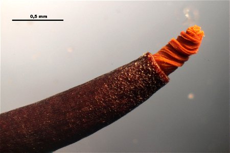 Tortula muralis