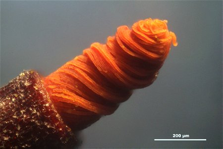 Tortula muralis