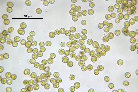 Tortula muralis