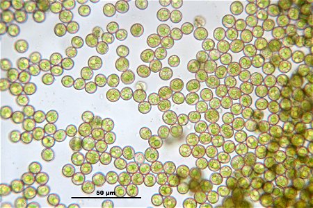 Tortula muralis