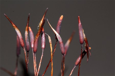 Tortula muralis