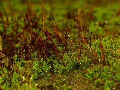 Tortula muralis obtusifolia