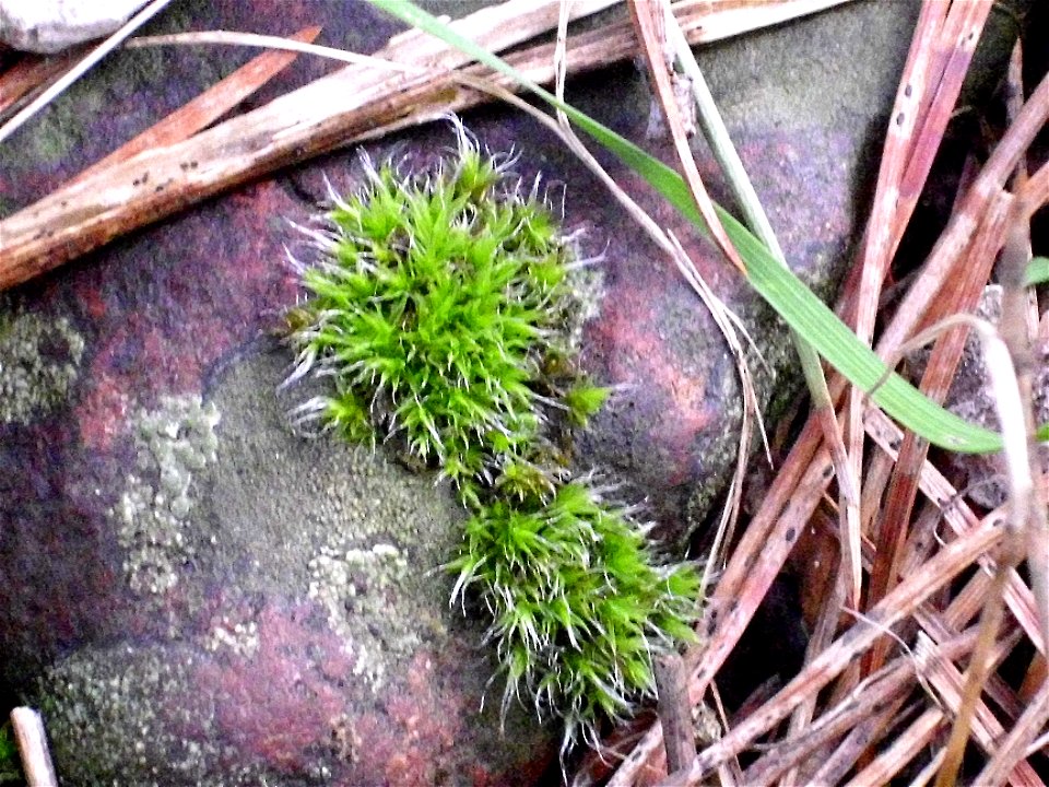 Tortula muralis var. baetica, Dehesa Boyal de Puertollano, Spain