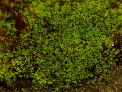 Tortula muralis obtusifolia