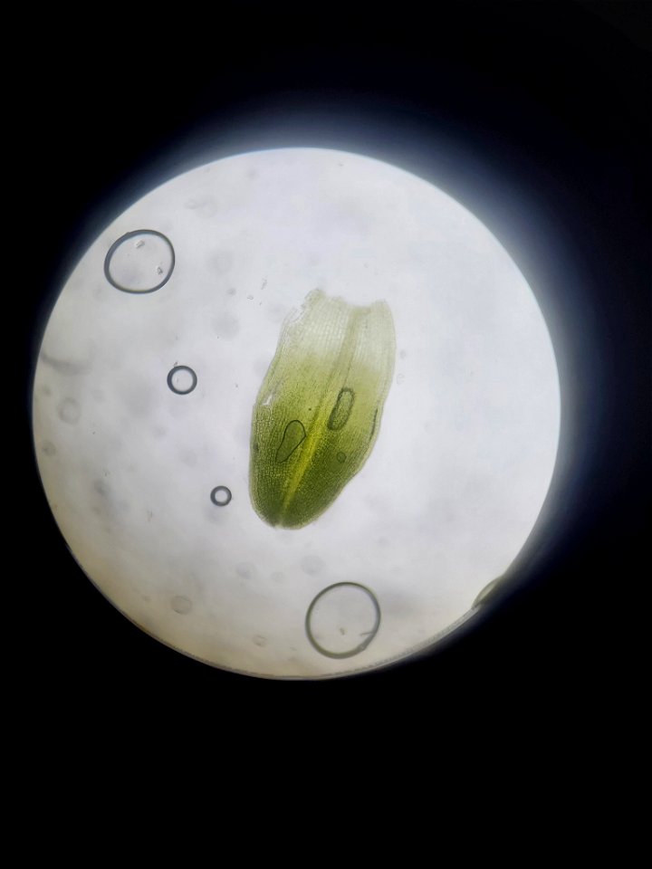 Tortula muralis obtusifolia