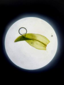 Tortula muralis obtusifolia