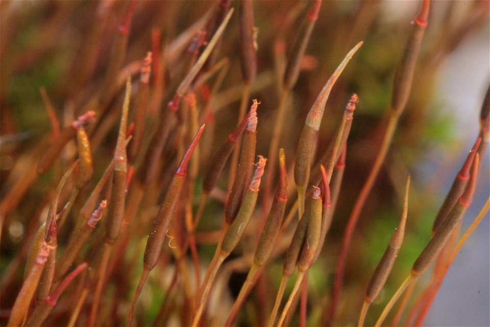 Barbula unguiculata