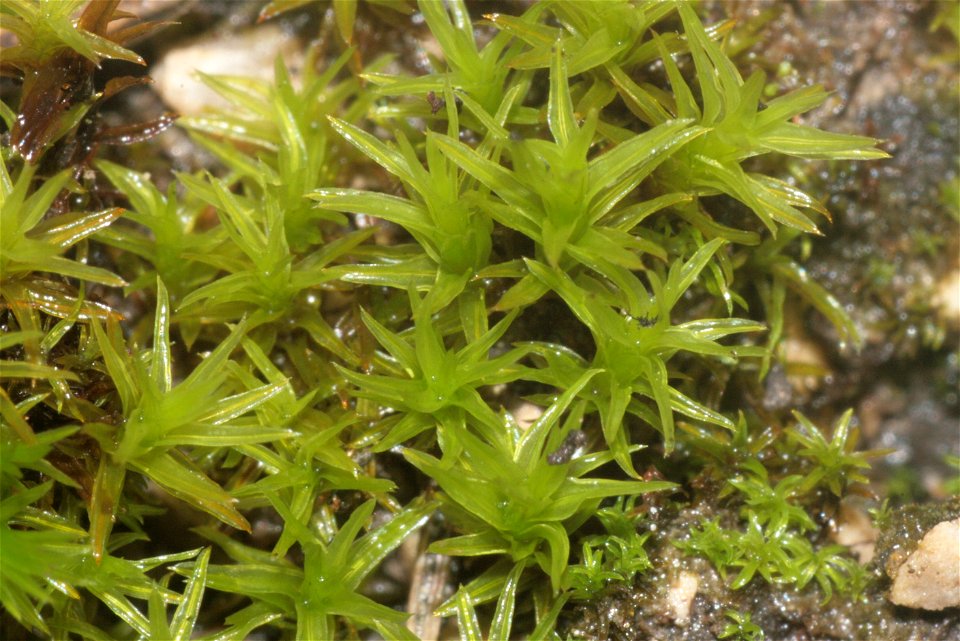 Barbula unguiculata