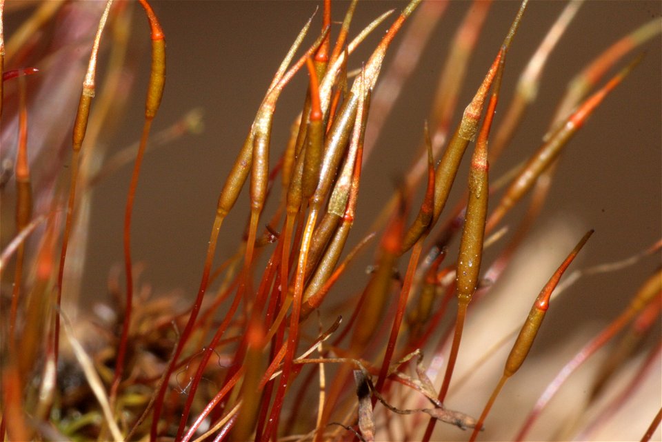 Barbula unguiculata
