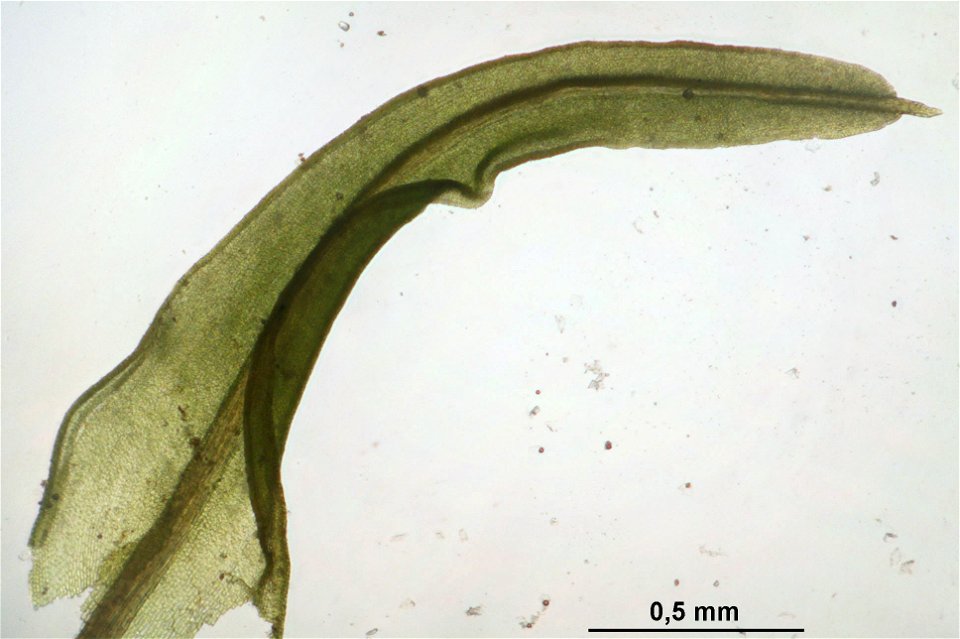 Barbula unguiculata