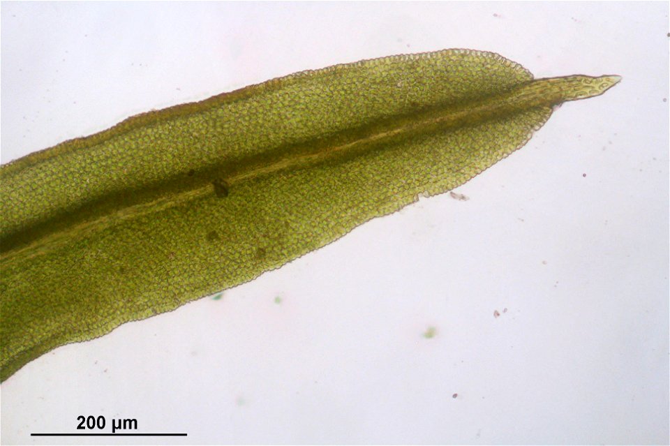 Barbula unguiculata