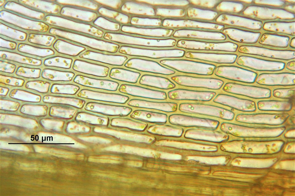 Barbula unguiculata