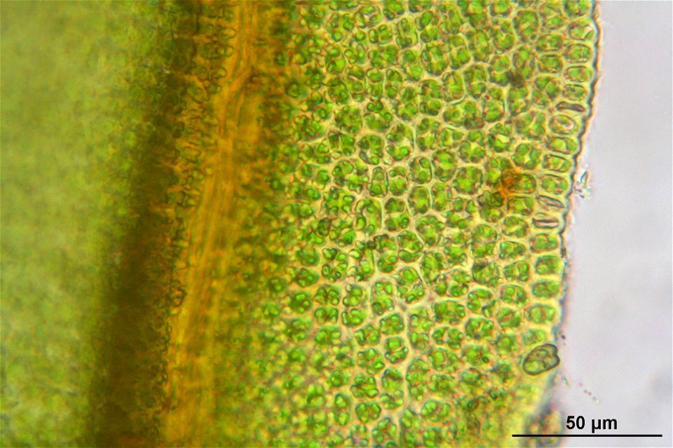 Barbula unguiculata