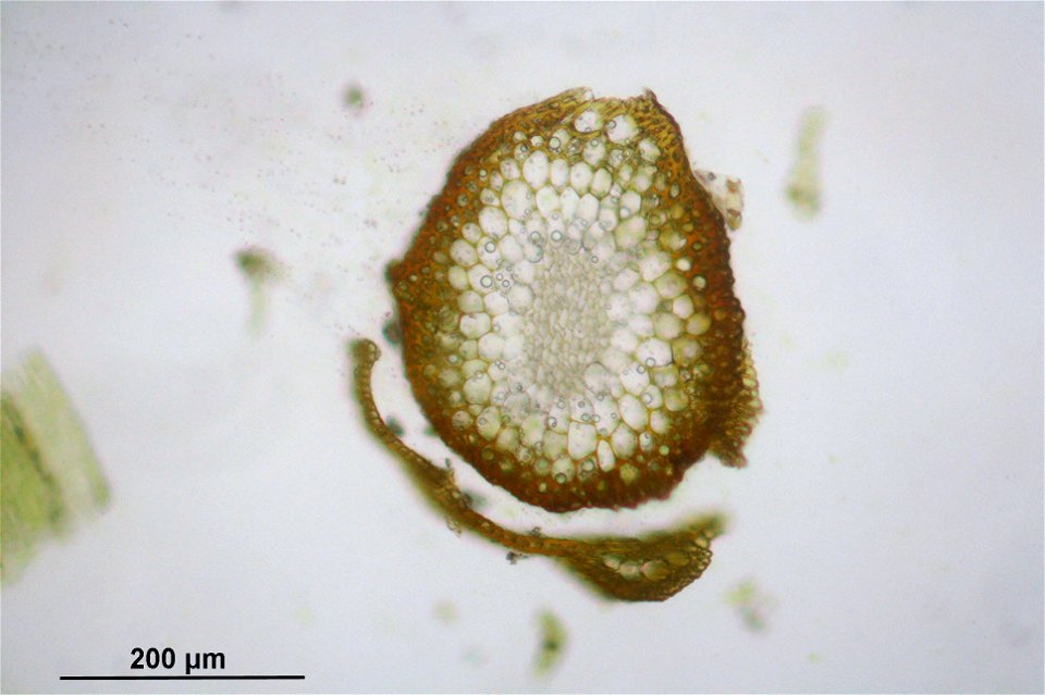 Barbula unguiculata
