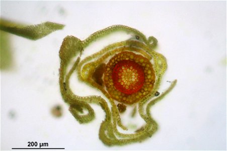 Barbula unguiculata
