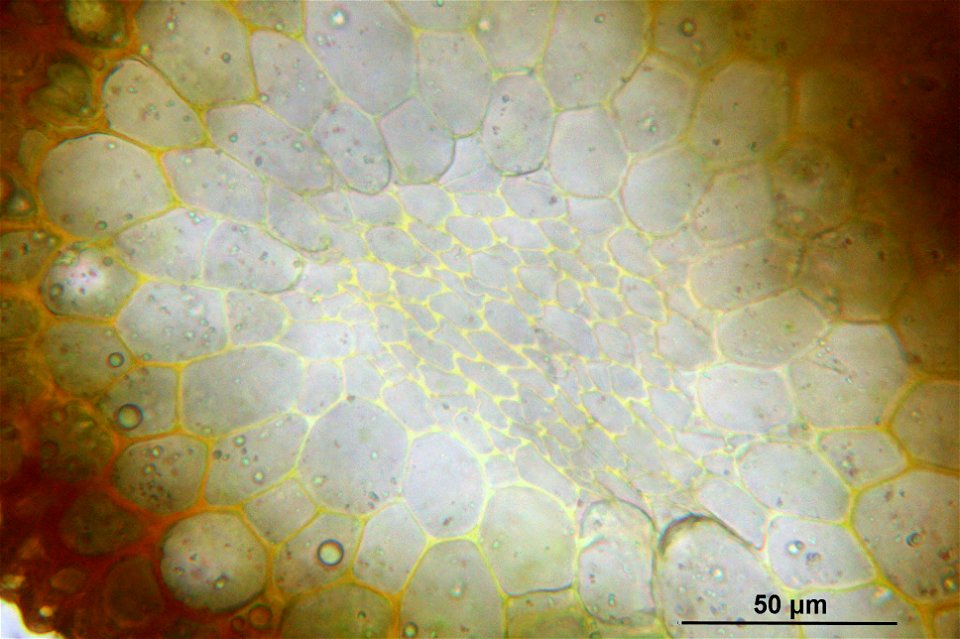 Barbula unguiculata