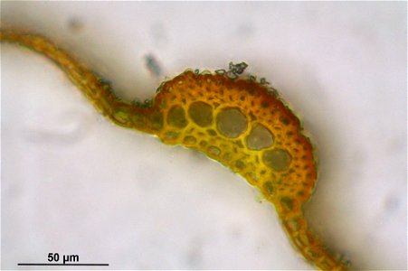Barbula unguiculata
