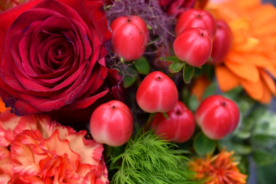 Nature color petals