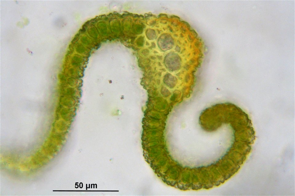 Barbula unguiculata