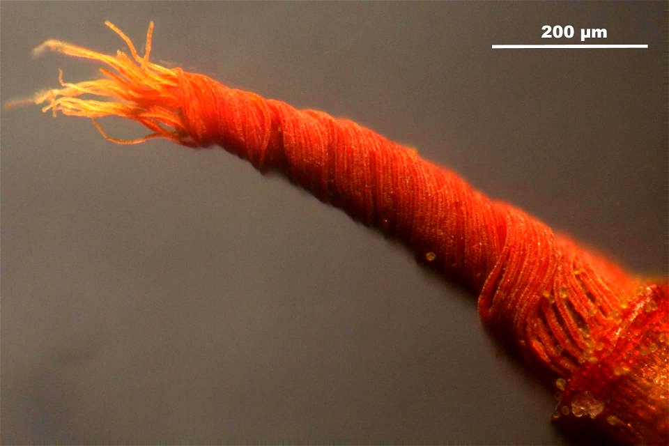 Barbula unguiculata