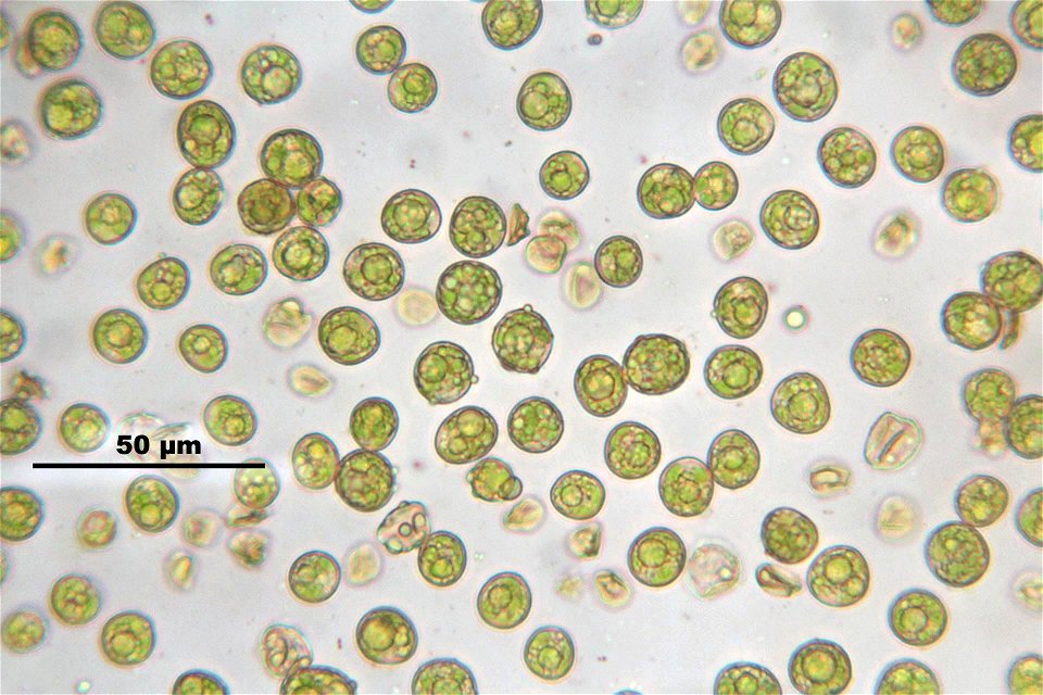 Barbula unguiculata