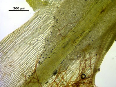 Tortella fragilis