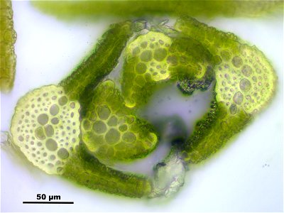 Tortella fragilis
