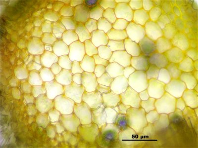 Tortella fragilis