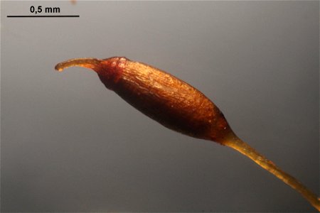 Weissia controversa