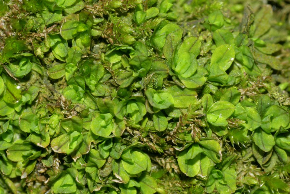 Syntrichia latifolia