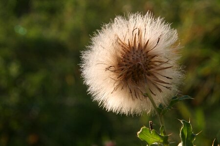 Meadow pointed flower flying seeds