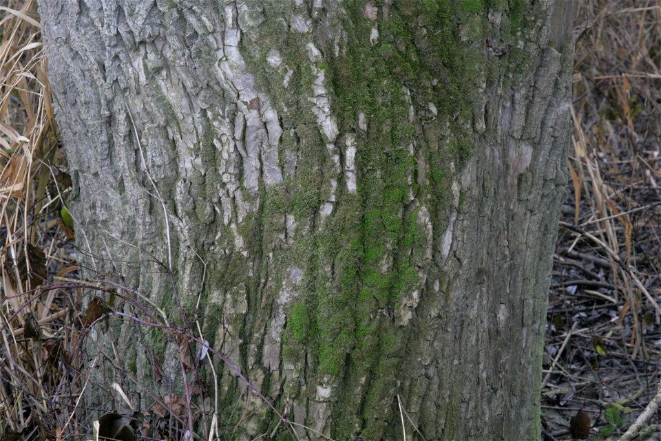 Syntrichia latifolia