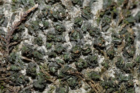 Syntrichia latifolia, dry plants