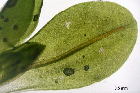 Syntrichia latifolia