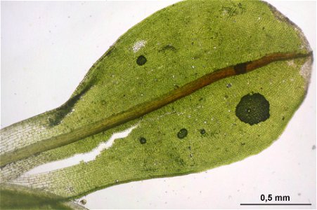 Syntrichia latifolia