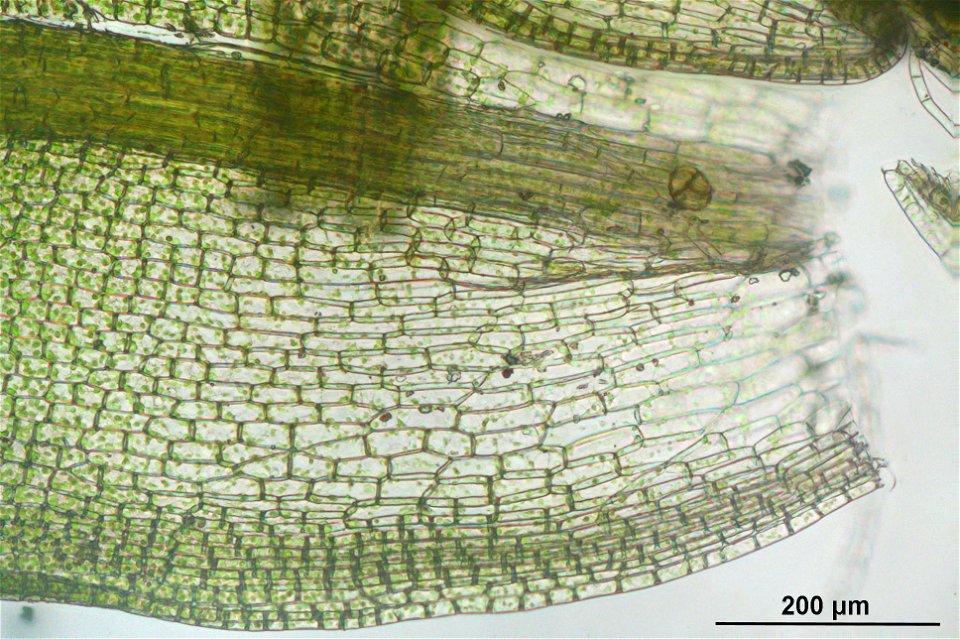 Syntrichia latifolia