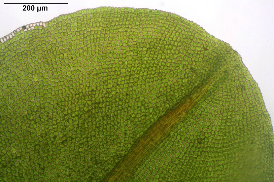 Syntrichia latifolia