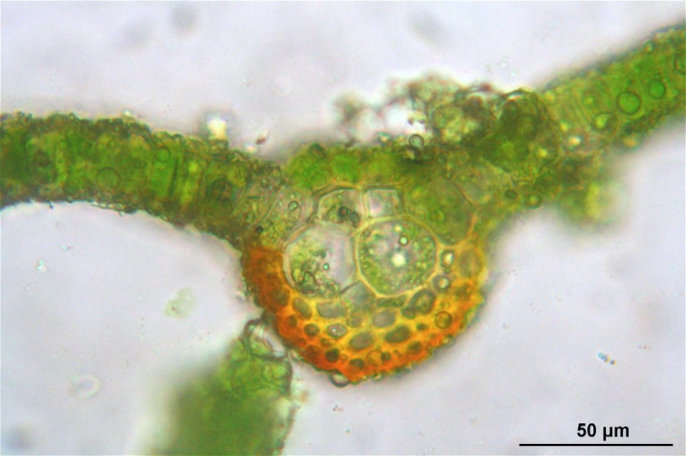 Syntrichia latifolia