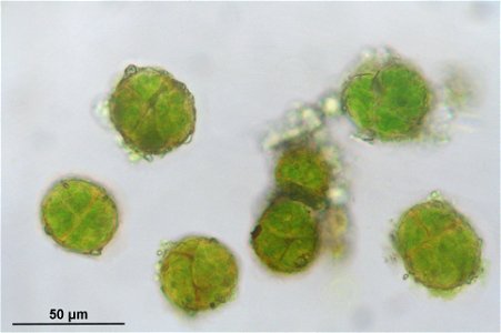Syntrichia latifolia