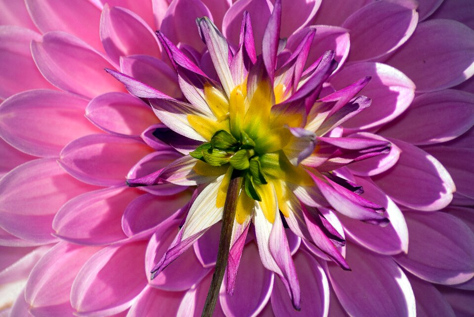 Garden background color