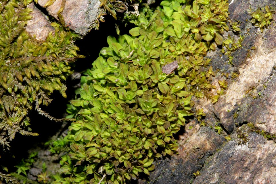 Syntrichia latifolia