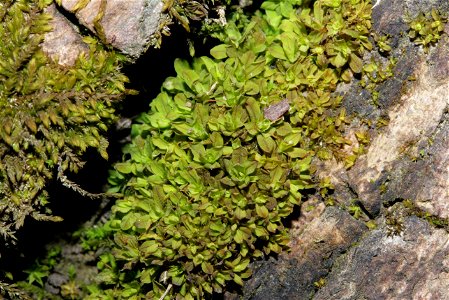 Syntrichia latifolia