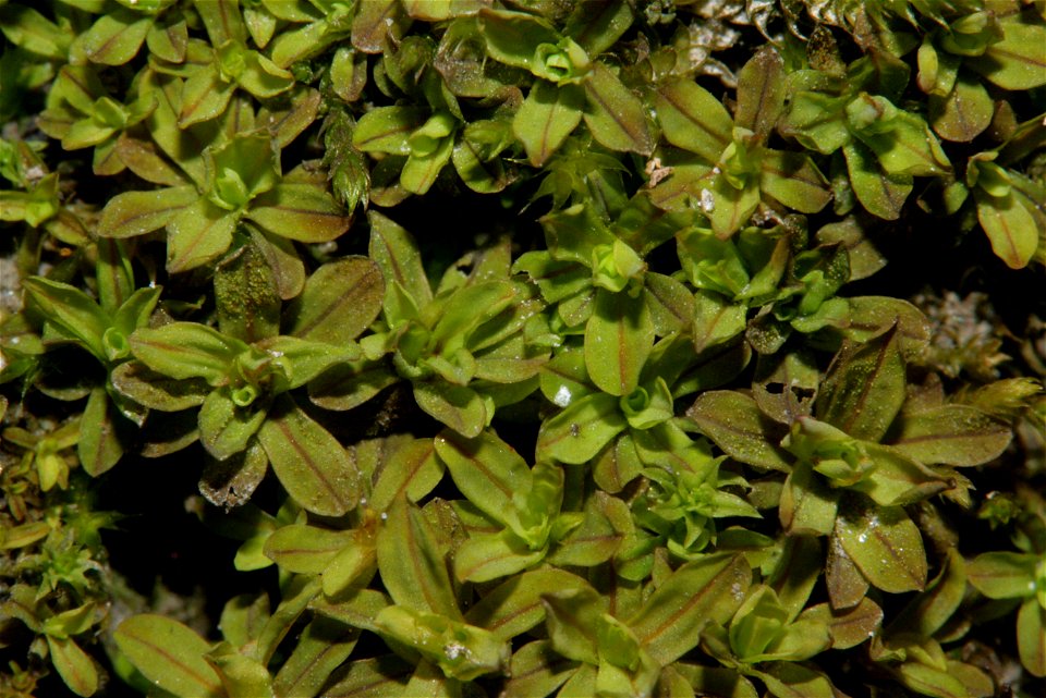Syntrichia latifolia