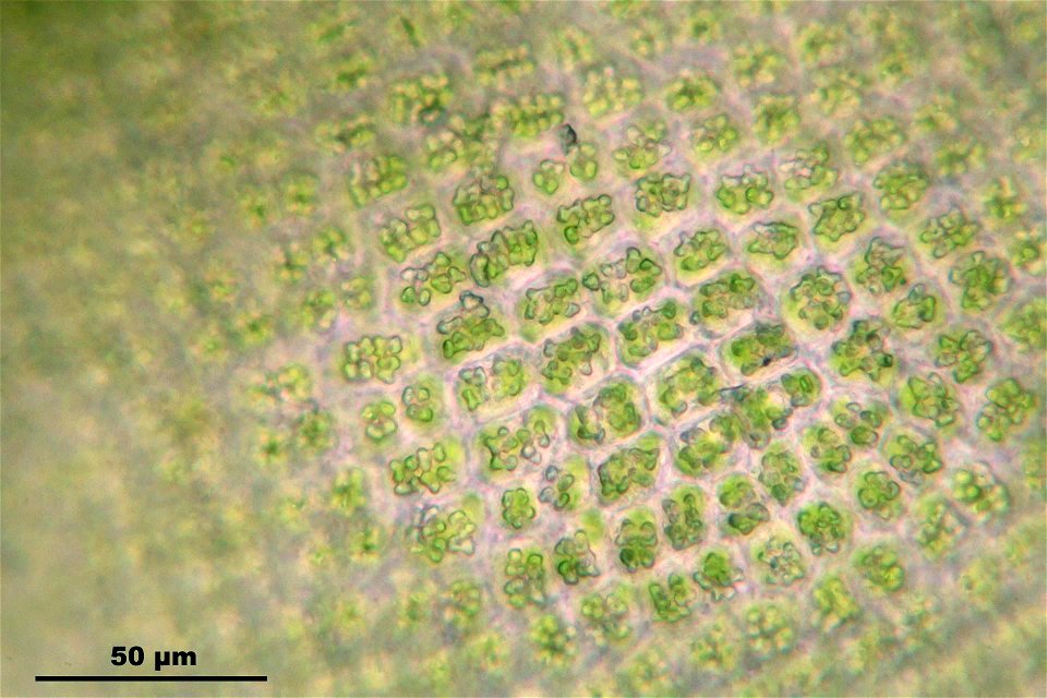Syntrichia latifolia