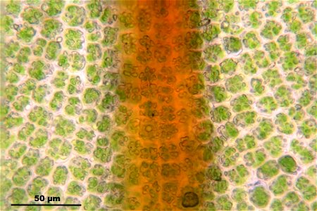 Syntrichia latifolia