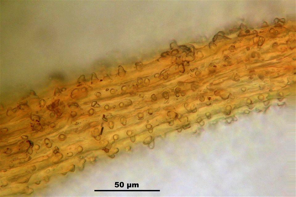 Syntrichia latifolia