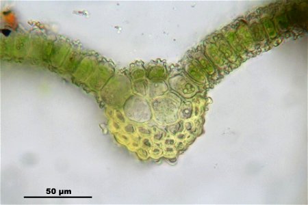 Syntrichia latifolia